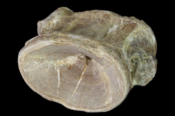 Fossil Fish (Ichthyodectes) Vertebra - Kansas #160961